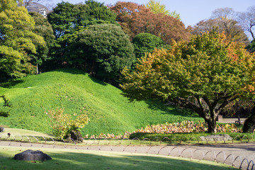 Green grass hill in Japanese garden when the leaves turn red with yellow and green leaves background (Koishikawa Korakuen, Tokyo, Japan)