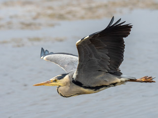 Grey Heron in flight