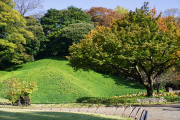 Green grass hill in Japanese garden when the leaves turn red with yellow and green leaves background (Koishikawa Korakuen, Tokyo, Japan)