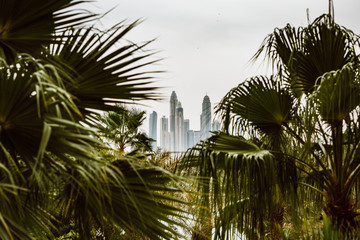 Fototapeta na wymiar Beautiful skyline of Dubai framed with palm trees.