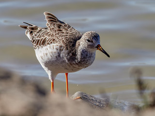 Fighter, (Philomachus pugnax), in the saltpans of San Pedro del Pinatar