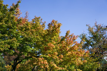 The leaves turn red with yellow and green leaves background in Japanese garden (Koishikawa Korakuen, Tokyo, Japan)