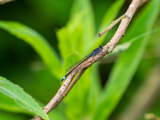 Blue-tailed Damselfly ( Ischnura elegans ) on a twig