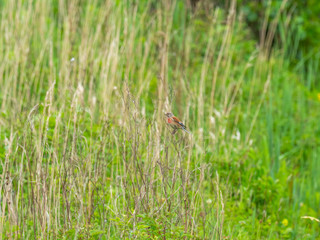 Linnet perched on a bush