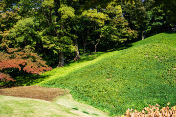 Fototapeta na wymiar Green grass hill in Japanese garden when the leaves turn red with yellow and green leaves background (Koishikawa Korakuen, Tokyo, Japan)