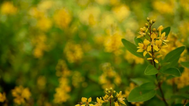Spring field of small yellow flowers of Galphimia. Evergreen shrub of star-shaped Golden Thryallis glauca. Ornamental bloom in natural sunlight of Gold Shower. Summer meadow background, soft focus.