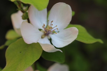 una de las tantas flores que tengo 