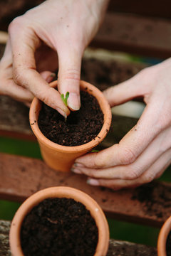 Young plant seedlings growing in small pots in a greenhouse