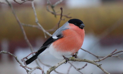 Bullfinch
