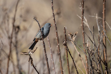 Plain-colored seedeater