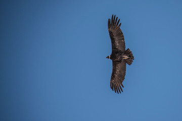 Andean condor