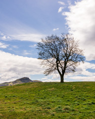 Winter landscape with blue sky and white clouds and a solitary tree on a green hill.
