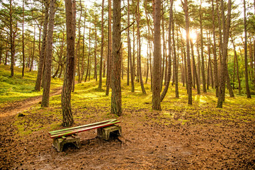 forest of the Baltic sea in Poland with bench