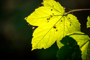 maple leaf in autumnal colors in back-light