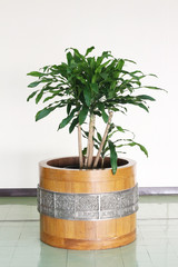 Green small tree in wooden pot decorated