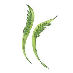 Fototapeta premium spikelets of rice