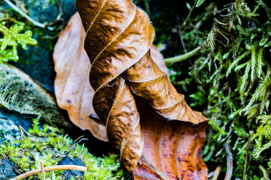 A leave on the ground in autumn