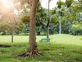 trees in the park