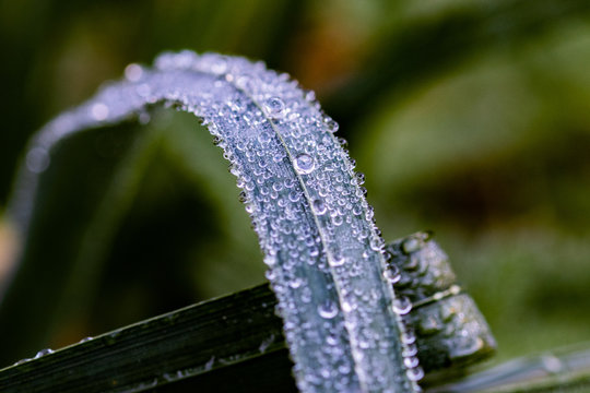 Waterdrops on a Leave