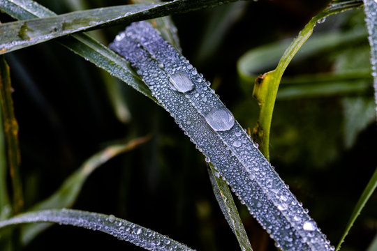 Waterdrops on a Leave