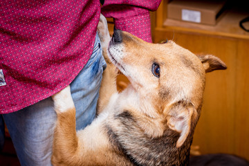 A small dog is playing with her master in the room. Portrait of a dog close-up_