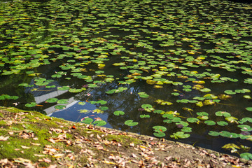 Lotus pond in Japanese garden with trees and a branch with green Leaves (Koishikawa Korakuen, Tokyo, Japan)