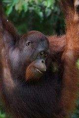 Orang Utan