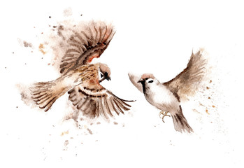 Watercolor drawings of birds. A pair of soaring sparrows