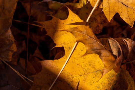 Yellow Leaves on a autumn day