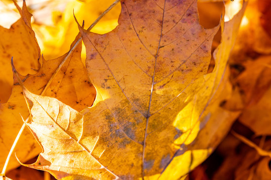 Yellow Leaves on a autumn day