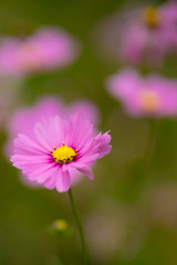 コスモス