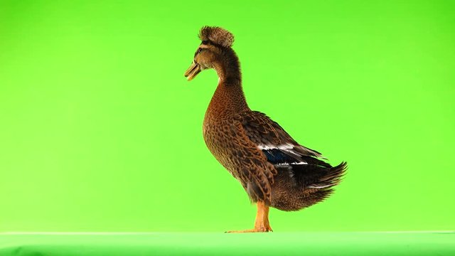brown duck quack on a green screen