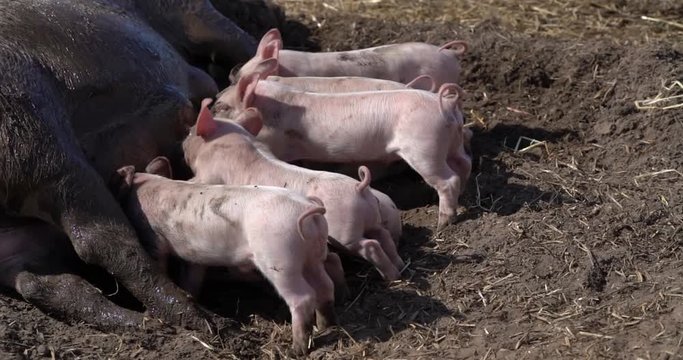 Outdoorschweinehaltung - S&auml;ugende Ferkel mit Ringelschwanz am Ges&auml;uge der Sau in einer Schlammsuhle