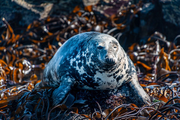 Obraz premium Atlantic Seal (Halichoerus grypus) basking in sunshine, Farne Islands