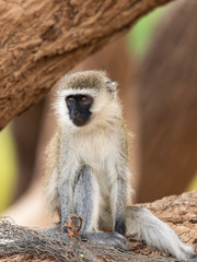 Black-faced vervet monkey,  Cercopithecus aethiops, sitting perched in tree blurred natural background