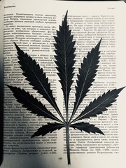 cannabis