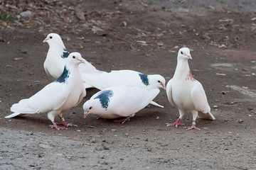 White pigeons on the ground