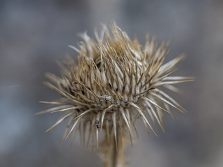 Wanting to be a flower