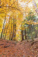 Obraz premium Deutscher Herbstwald mit Wanderweg, Laub auf dem Boden, gelbe Blätter an den Bäumen - Hochkant