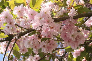 Frühling erwache