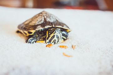 Tortue de floride, animal domestique