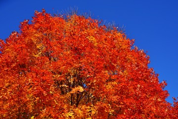 Colorful golden and red foliage of a maple tree in autumn