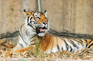 Tiger hat Hunger