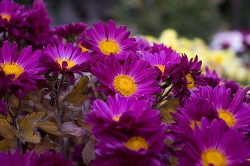 Obraz premium flowers in the garden