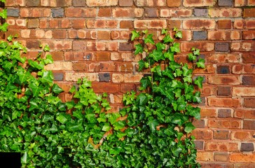 Brick wall covered with green ivy