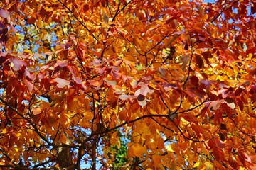 Colorful golden and red foliage of sassafras tree in autumn