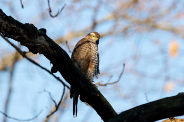 Eurasian sparrowhawk young sitting on branch of tree. Cute brown little hawk with bright yellow eyes. Bird of prey in wildlife.