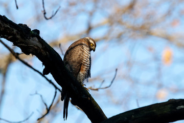 Eurasian sparrowhawk young sitting on branch of tree. Cute brown little hawk with bright yellow...