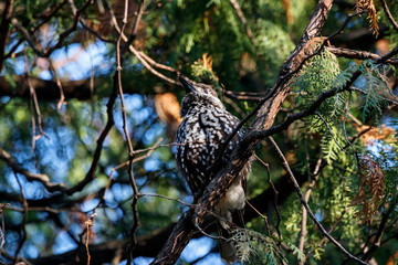 Spotted nutcracker sitting on branch of tree. Northern beautiful crow. Bird in wildlife.