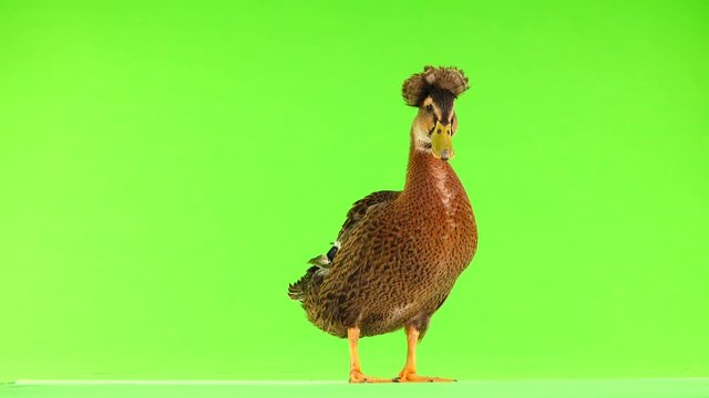 brown duck quack on a green screen